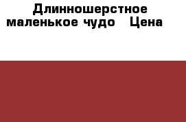 Длинношерстное маленькое чудо › Цена ­ 7 000 - Иркутская обл., Иркутск г. Животные и растения » Собаки   . Иркутская обл.,Иркутск г.